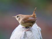 WRENS