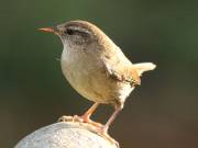 Image 7 in WRENS