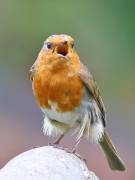 Image 1 in SCRUFFY. A BEAUTIFUL ROBIN.