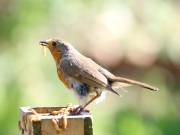 Image 10 in SCRUFFY. A BEAUTIFUL ROBIN.