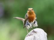 Image 101 in SCRUFFY. A BEAUTIFUL ROBIN.