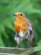 Image 102 in SCRUFFY. A BEAUTIFUL ROBIN.