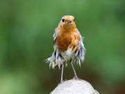 Image 103 in SCRUFFY. A BEAUTIFUL ROBIN.