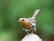 Image 104 in SCRUFFY. A BEAUTIFUL ROBIN.