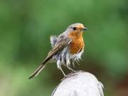 Image 106 in SCRUFFY. A BEAUTIFUL ROBIN.