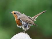 Image 107 in SCRUFFY. A BEAUTIFUL ROBIN.