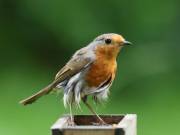 Image 108 in SCRUFFY. A BEAUTIFUL ROBIN.