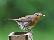 Image 109 in SCRUFFY. A BEAUTIFUL ROBIN.