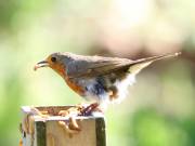 Image 11 in SCRUFFY. A BEAUTIFUL ROBIN.