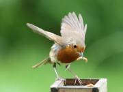 Image 110 in SCRUFFY. A BEAUTIFUL ROBIN.