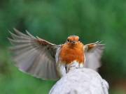 Image 111 in SCRUFFY. A BEAUTIFUL ROBIN.