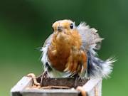 Image 112 in SCRUFFY. A BEAUTIFUL ROBIN.