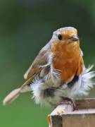 Image 114 in SCRUFFY. A BEAUTIFUL ROBIN.