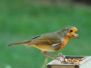 Image 115 in SCRUFFY. A BEAUTIFUL ROBIN.