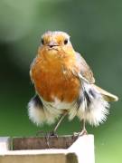 Image 116 in SCRUFFY. A BEAUTIFUL ROBIN.