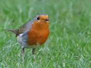 Image 117 in SCRUFFY. A BEAUTIFUL ROBIN.