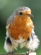 Image 118 in SCRUFFY. A BEAUTIFUL ROBIN.