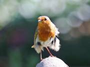 Image 12 in SCRUFFY. A BEAUTIFUL ROBIN.