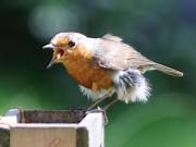 Image 120 in SCRUFFY. A BEAUTIFUL ROBIN.