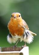 Image 121 in SCRUFFY. A BEAUTIFUL ROBIN.