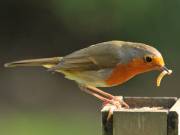 Image 122 in SCRUFFY. A BEAUTIFUL ROBIN.