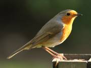 Image 123 in SCRUFFY. A BEAUTIFUL ROBIN.