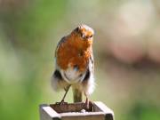 Image 13 in SCRUFFY. A BEAUTIFUL ROBIN.