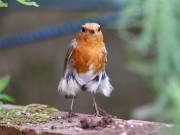 Image 14 in SCRUFFY. A BEAUTIFUL ROBIN.