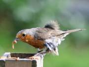 Image 15 in SCRUFFY. A BEAUTIFUL ROBIN.