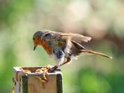 Image 16 in SCRUFFY. A BEAUTIFUL ROBIN.