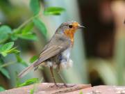 Image 17 in SCRUFFY. A BEAUTIFUL ROBIN.