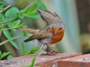 Image 18 in SCRUFFY. A BEAUTIFUL ROBIN.