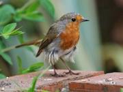 Image 19 in SCRUFFY. A BEAUTIFUL ROBIN.