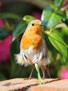 Image 2 in SCRUFFY. A BEAUTIFUL ROBIN.