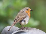 Image 20 in SCRUFFY. A BEAUTIFUL ROBIN.