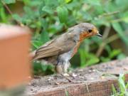 Image 21 in SCRUFFY. A BEAUTIFUL ROBIN.