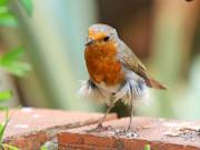 Image 22 in SCRUFFY. A BEAUTIFUL ROBIN.