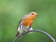 Image 23 in SCRUFFY. A BEAUTIFUL ROBIN.