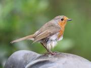 Image 24 in SCRUFFY. A BEAUTIFUL ROBIN.