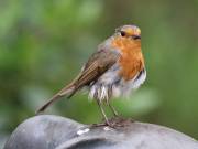 Image 25 in SCRUFFY. A BEAUTIFUL ROBIN.