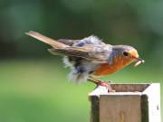 Image 26 in SCRUFFY. A BEAUTIFUL ROBIN.