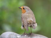 Image 27 in SCRUFFY. A BEAUTIFUL ROBIN.