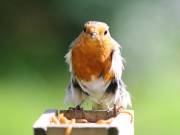 Image 28 in SCRUFFY. A BEAUTIFUL ROBIN.