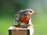 Image 29 in SCRUFFY. A BEAUTIFUL ROBIN.