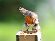 Image 30 in SCRUFFY. A BEAUTIFUL ROBIN.