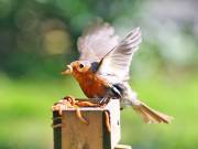 Image 31 in SCRUFFY. A BEAUTIFUL ROBIN.