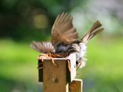 Image 32 in SCRUFFY. A BEAUTIFUL ROBIN.