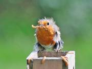 Image 33 in SCRUFFY. A BEAUTIFUL ROBIN.