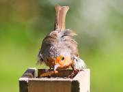 Image 34 in SCRUFFY. A BEAUTIFUL ROBIN.