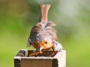 Image 34 in SCRUFFY. A BEAUTIFUL ROBIN.